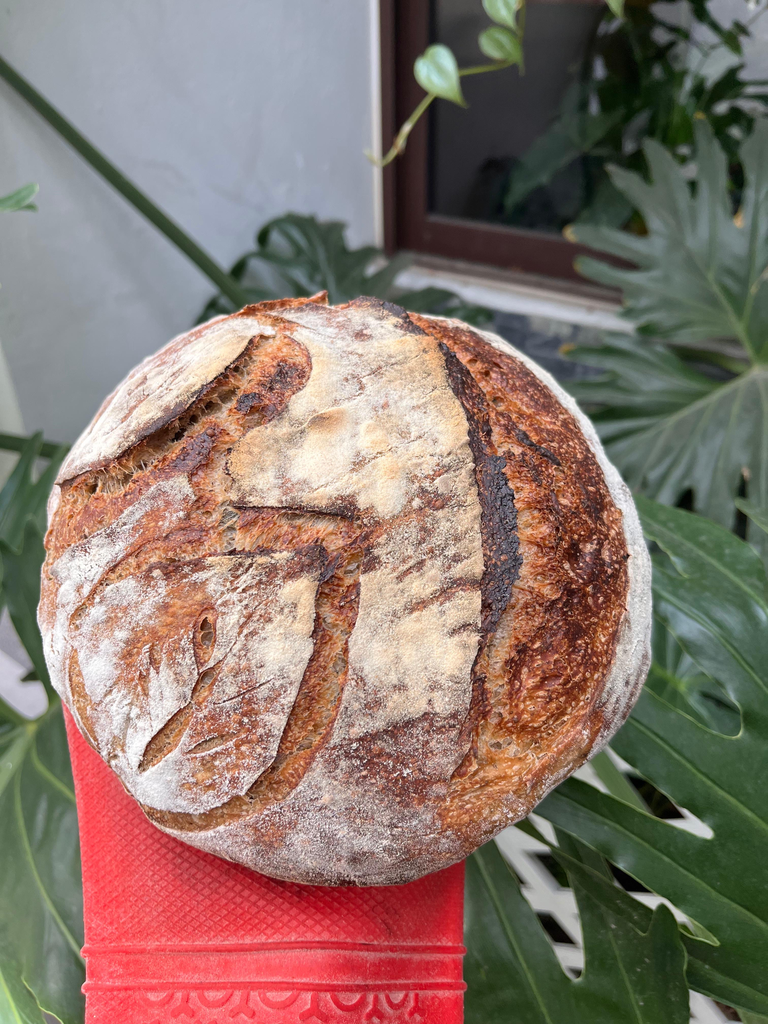 Parmesano Espinacas Finas Hierbas  (Redonda)